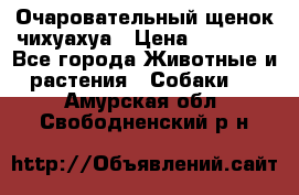 Очаровательный щенок чихуахуа › Цена ­ 40 000 - Все города Животные и растения » Собаки   . Амурская обл.,Свободненский р-н